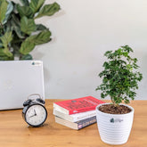 Arelia miniature Green, with 5.5 Inches White Decor Pot